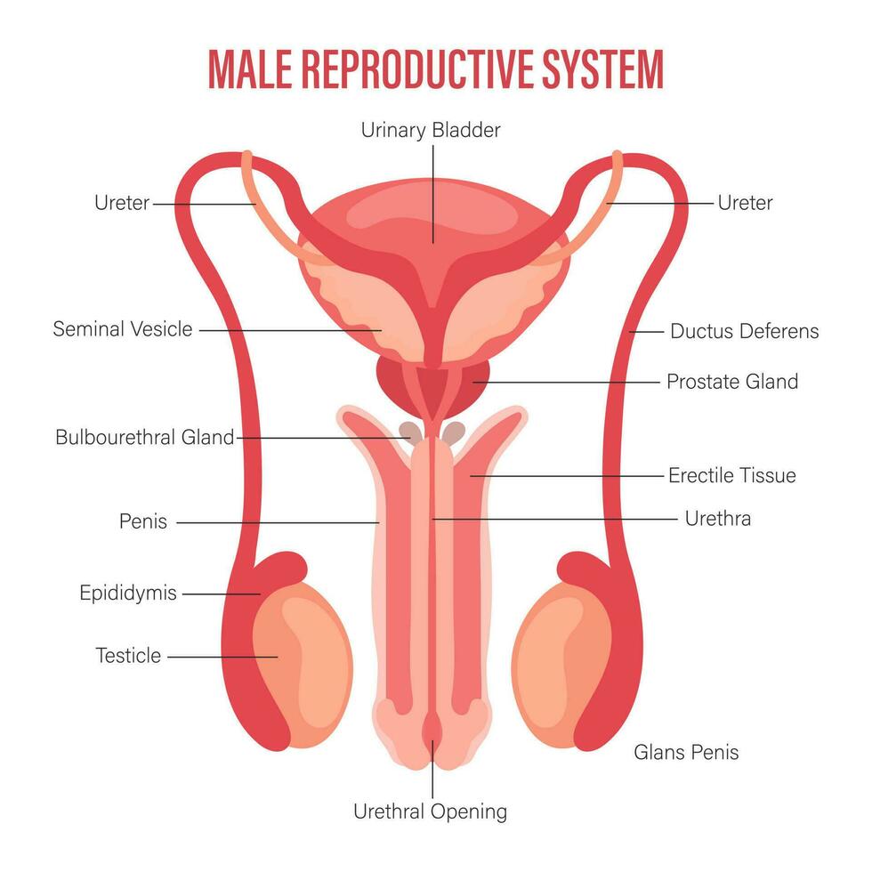 masculino reproductivo sistema icono con descripción aislado en blanco antecedentes. anatomía de el interno órganos de hombre. ilustración, vector