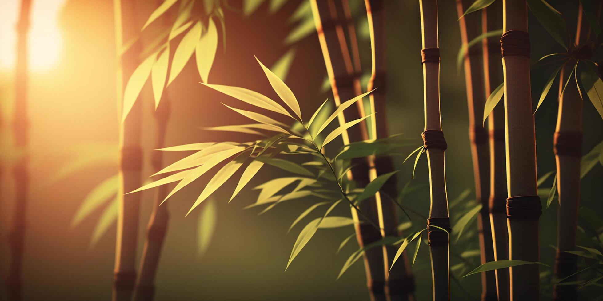 Illustration of Bamboo in Sunlight Spa Relax content photo