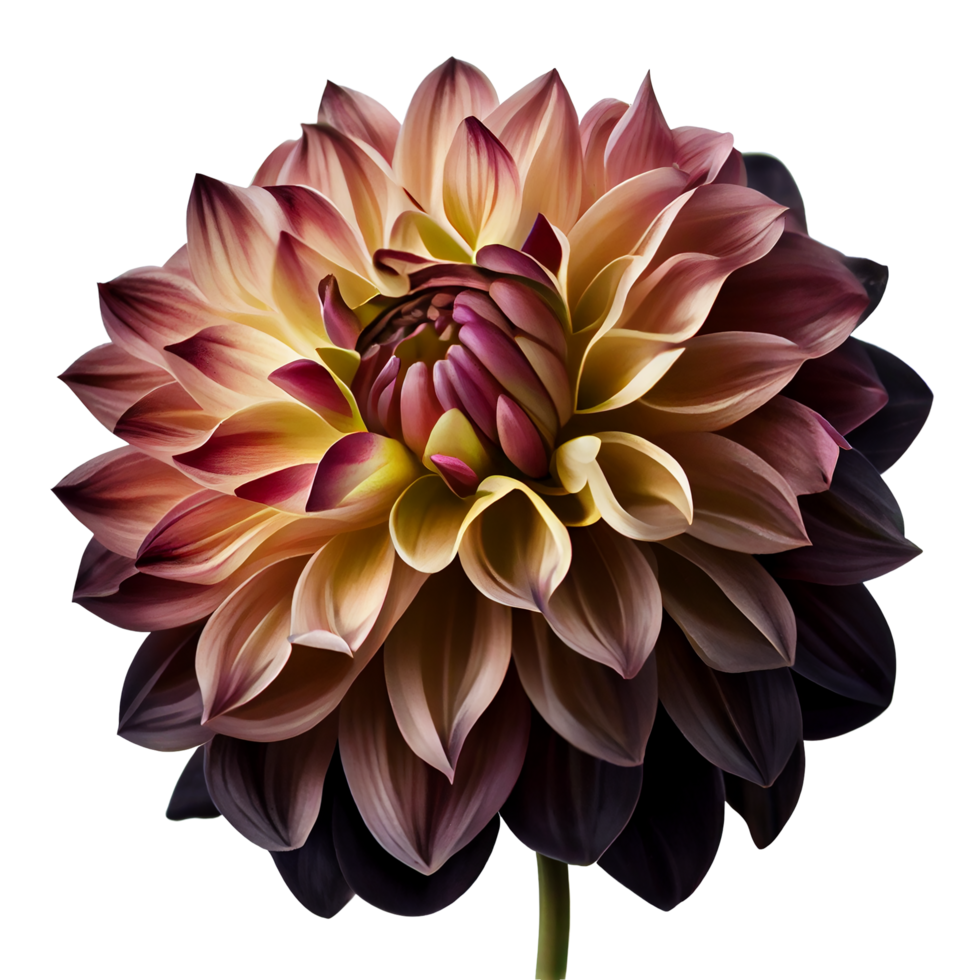 Dahlie, transparent Hintergrund, generativ ai, Dahlie Blume png