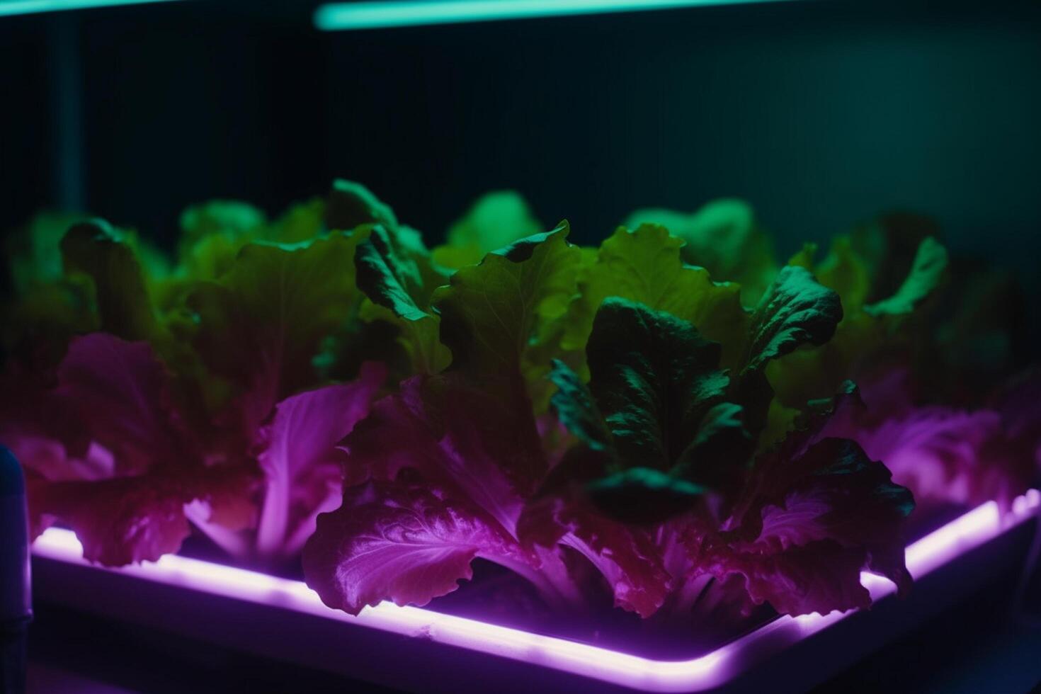 Cultivating Fresh Greens Growing Lettuce Under Artificial UV Light AI