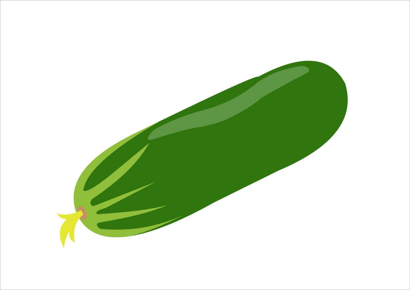 vector illustration of cucumber fruit