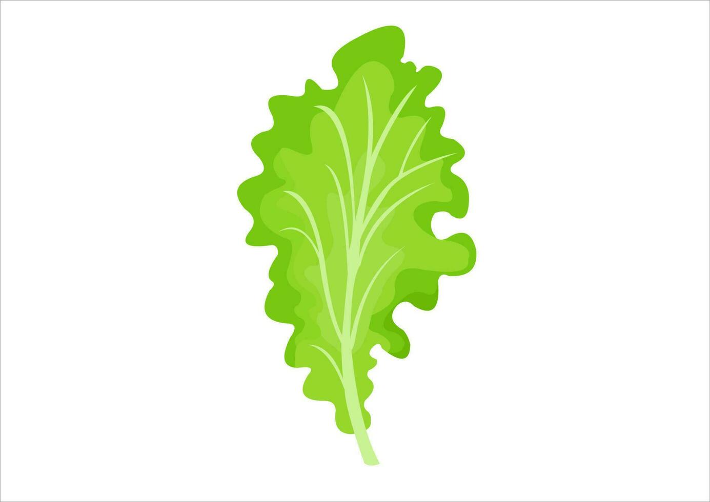 vector illustration of lettuce leaves, fresh vegetables