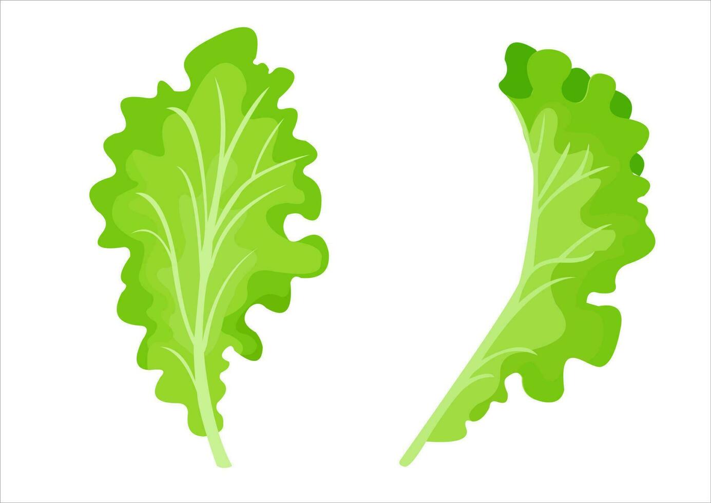 vector ilustración de lechuga hojas, Fresco vegetales