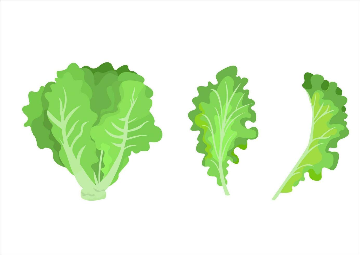 vector ilustración de lechuga hojas, Fresco vegetales