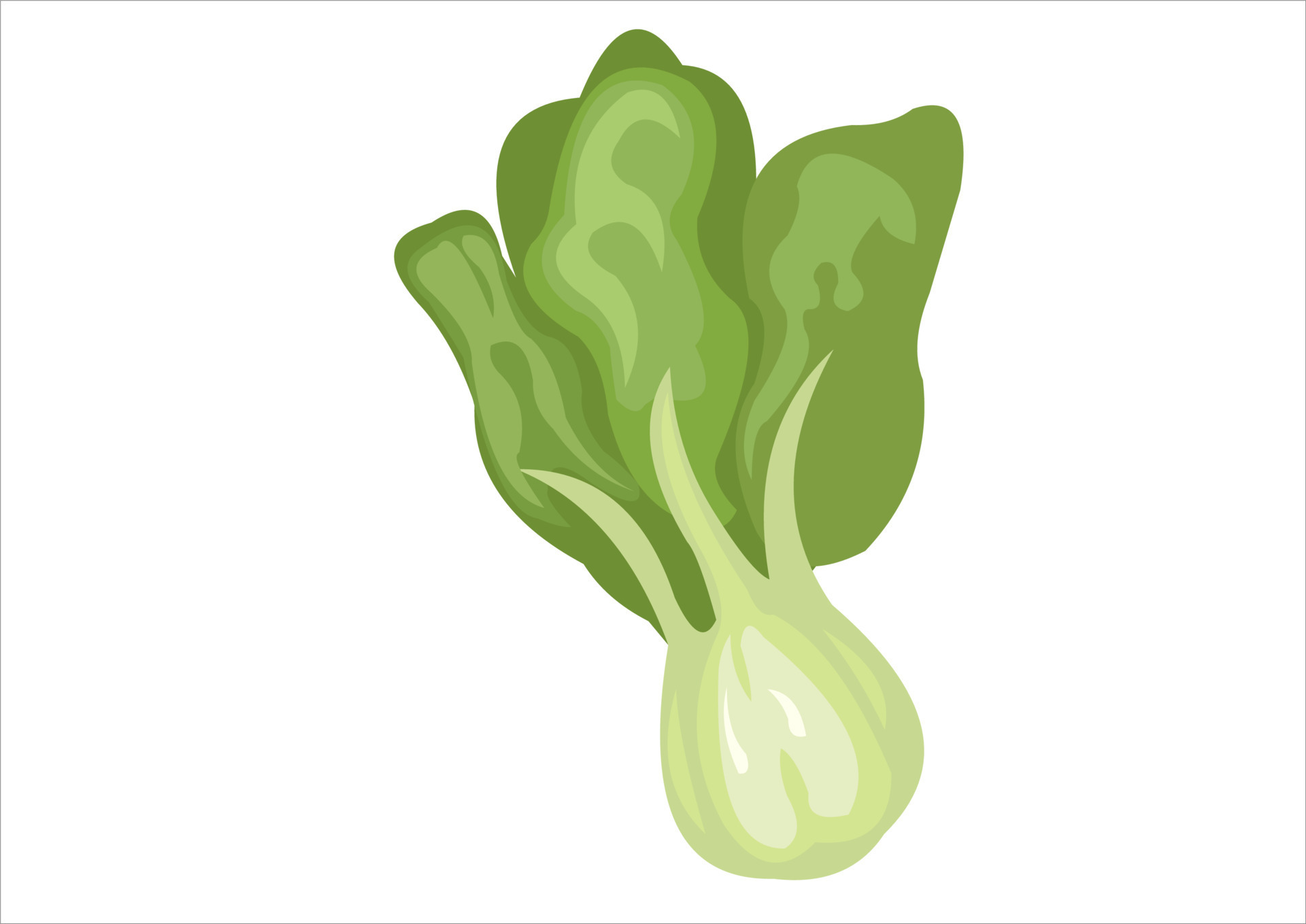 vector illustration of mustard greens 24069305 Vector Art at Vecteezy