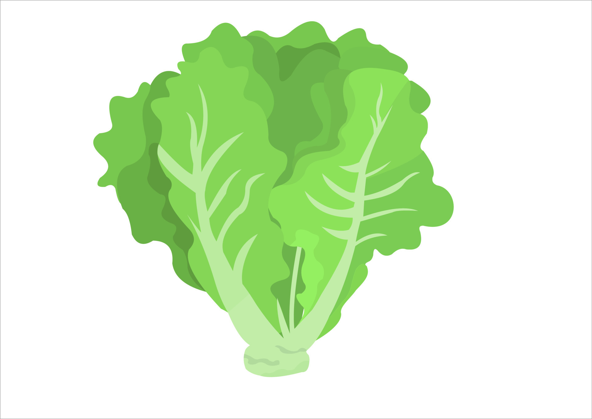 vector illustration of lettuce leaves, fresh vegetables 24069310 Vector ...