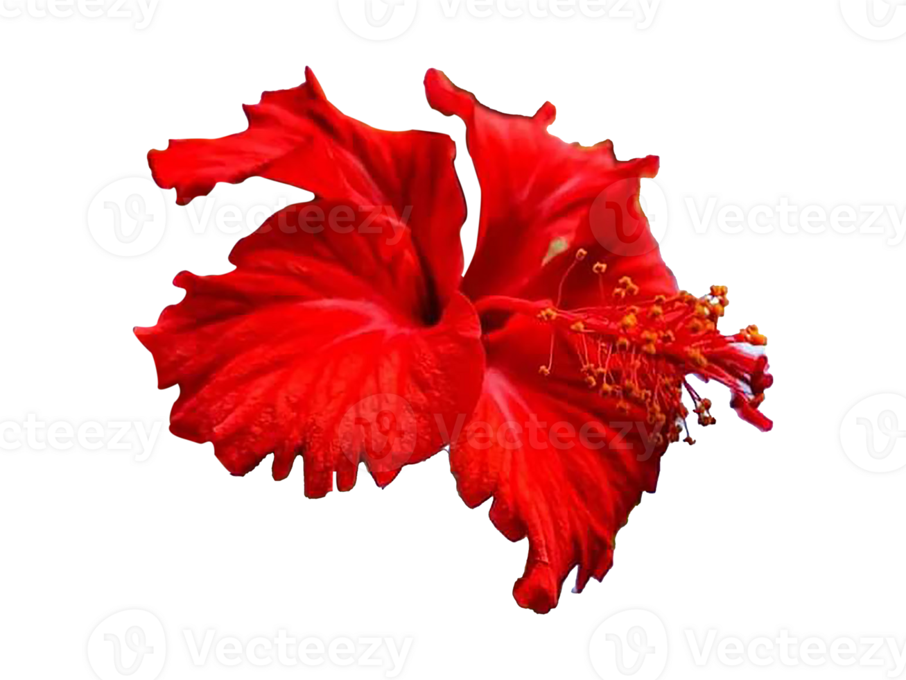 Red hibiscus flower on Transparent background png