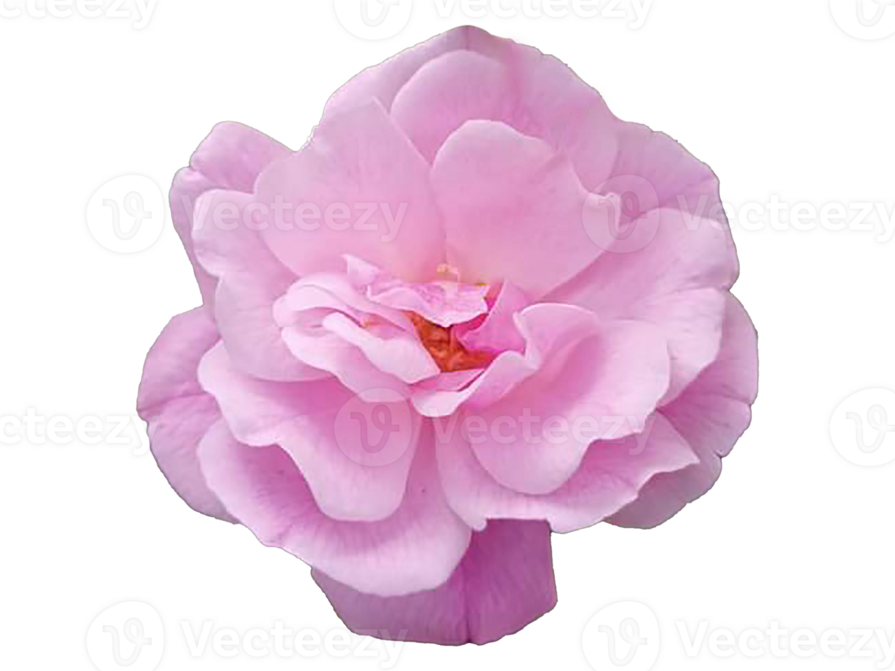 Rosa Blumen png Bild, transparent Rosa Natur Blume png