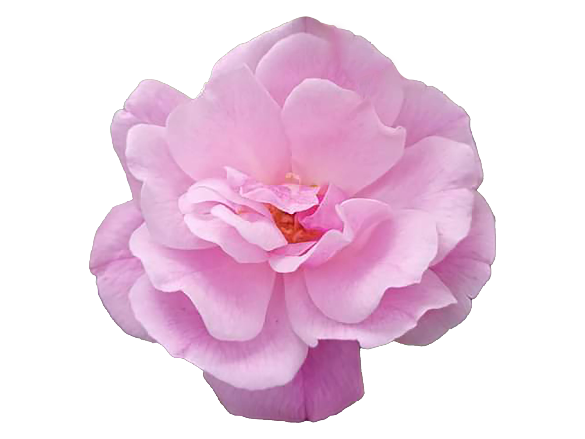 Pink Flowers Png Pic, Transparent Pink nature Flower Png 24072767 PNG