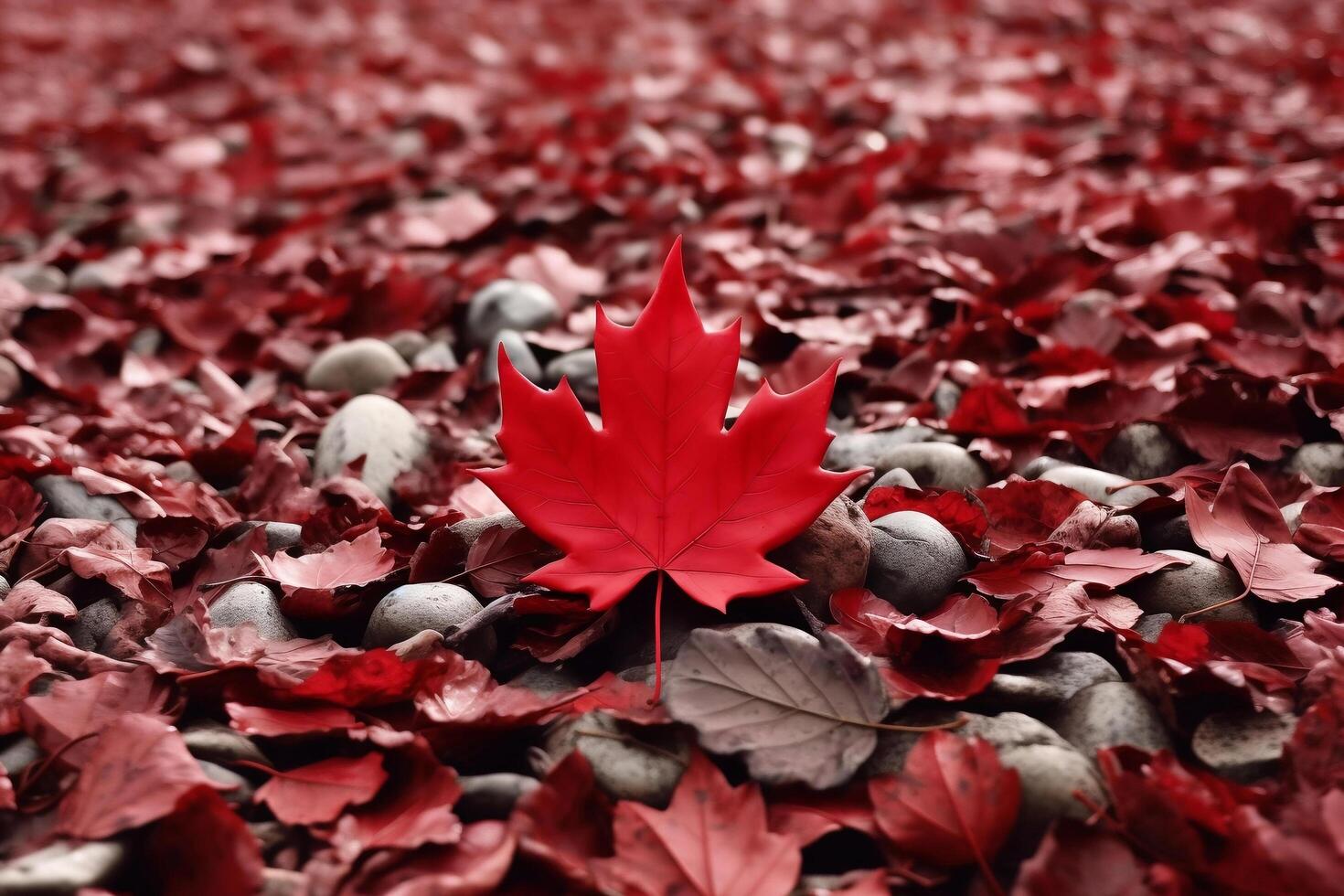 , Canada Day, 4th of July, Canada Flag Day, independence day photo