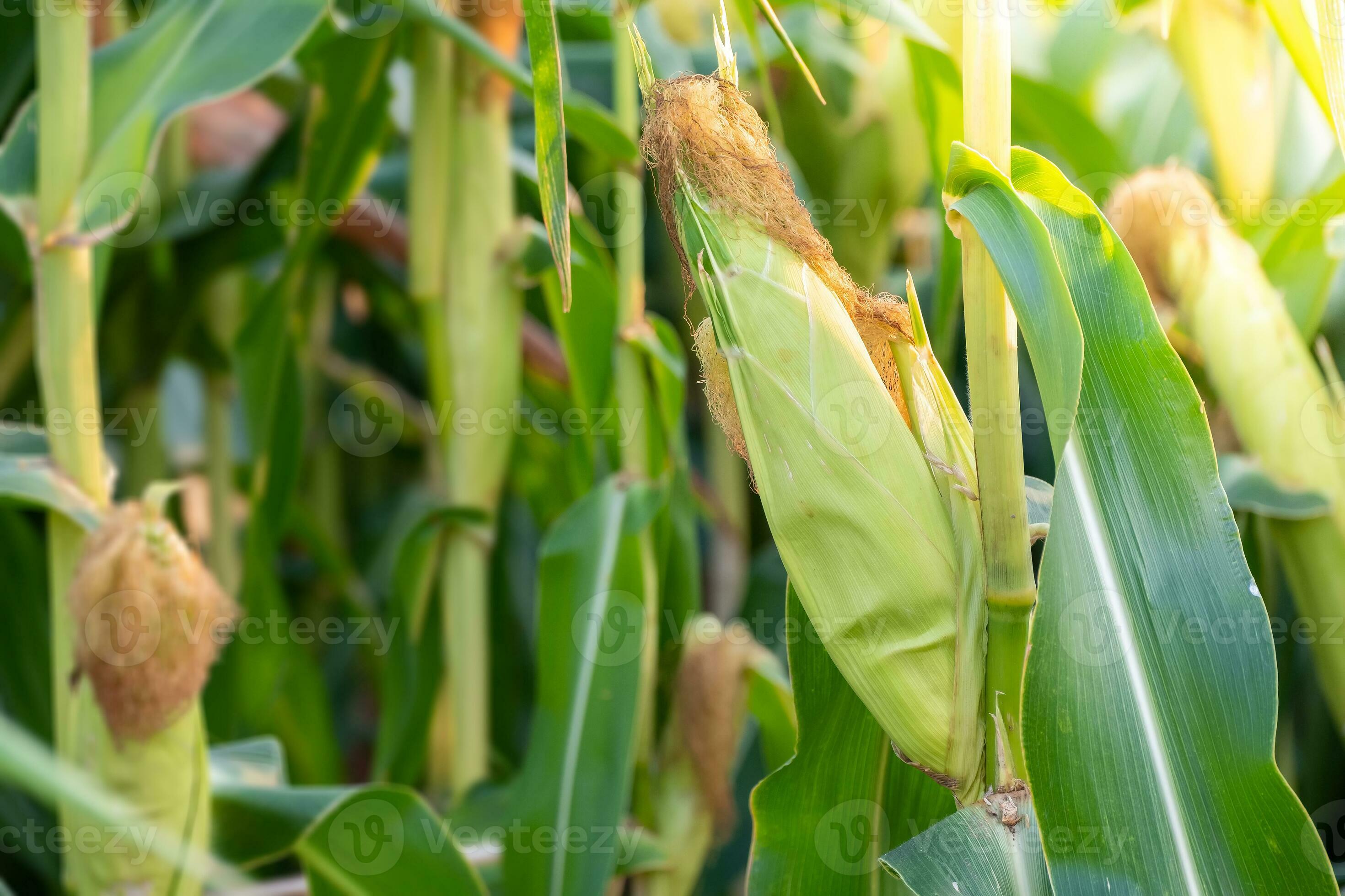 Sweet corn seeds and green leaves at Corn field,waiting for harvest