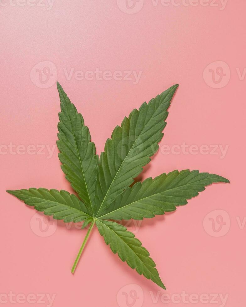 Weed, cannabis, hemp, marijuana leaf on colorful background. photo