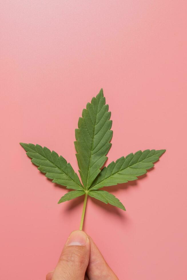 Weed, cannabis, hemp, marijuana leaf on colorful background. photo