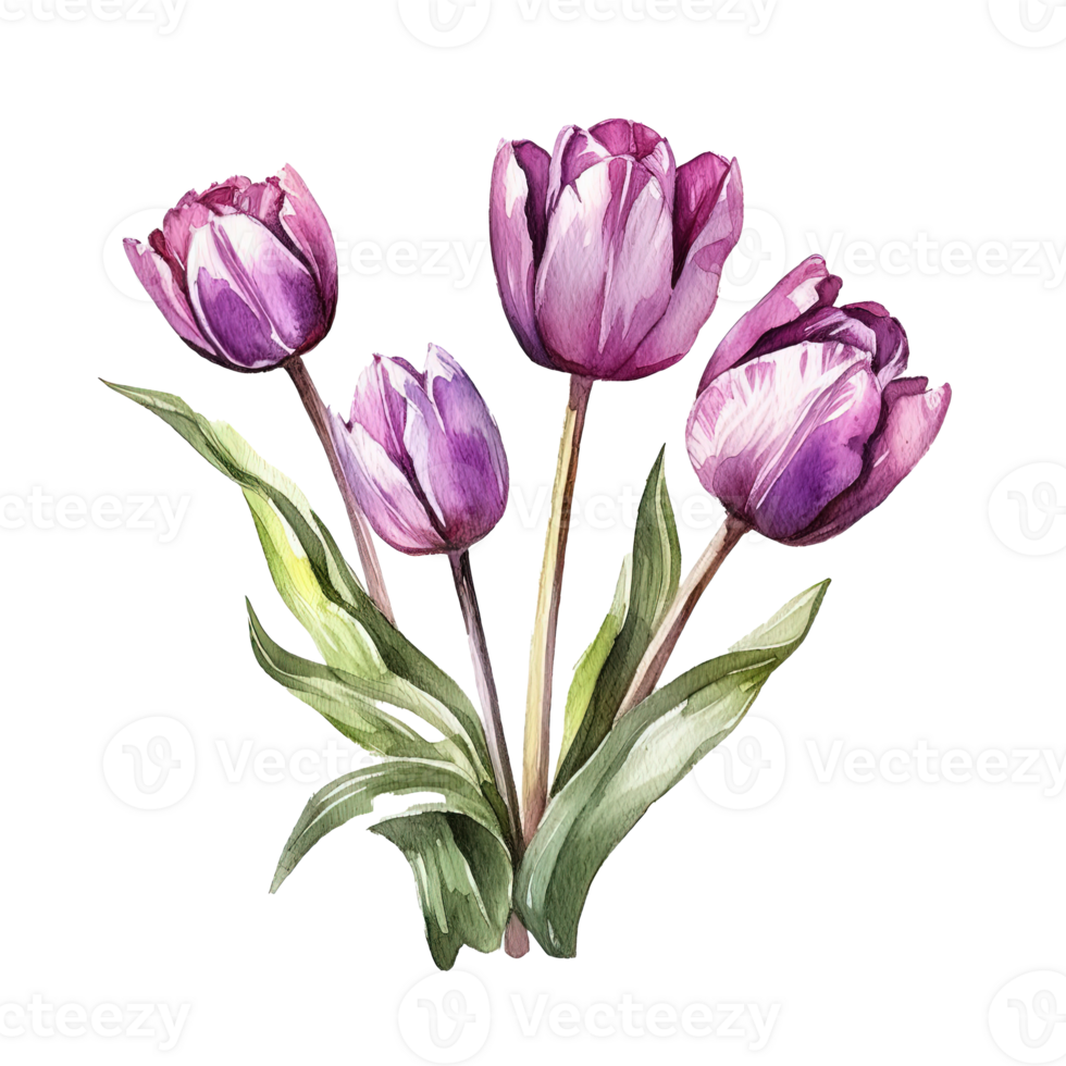 Violet watercolor tulips. Illustration png