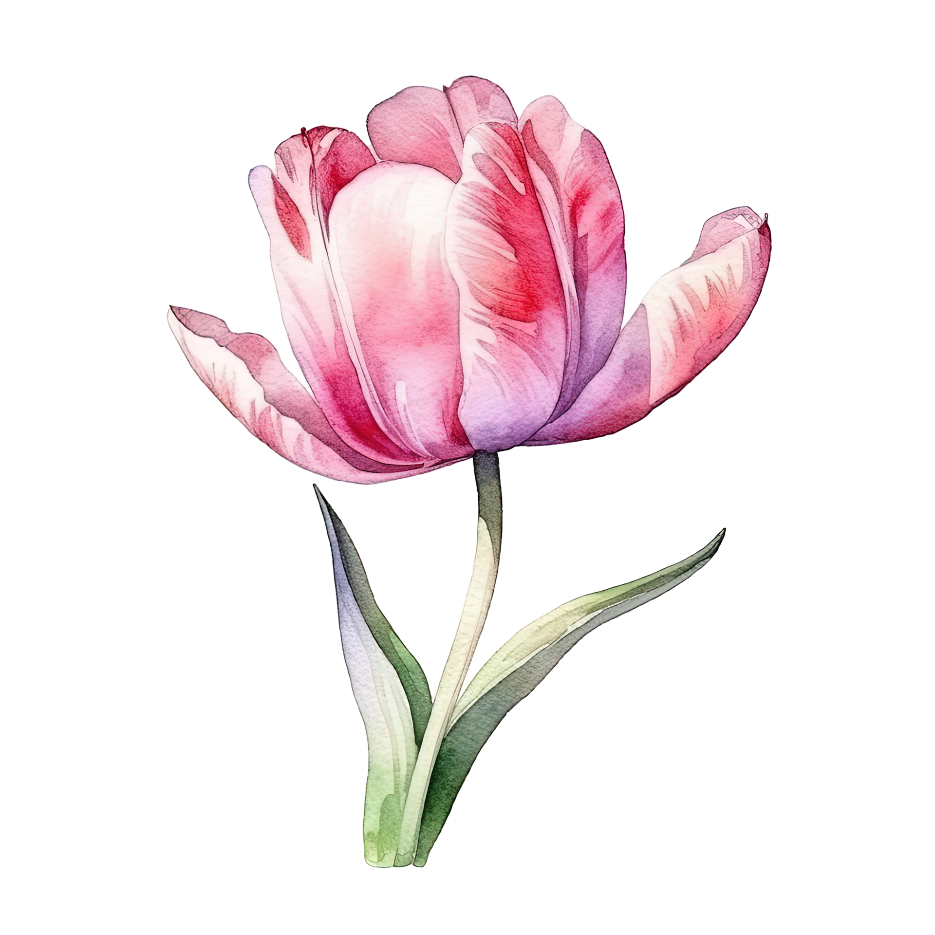 Watercolor tulip isolated. Illustration AI Generative 24073541 PNG