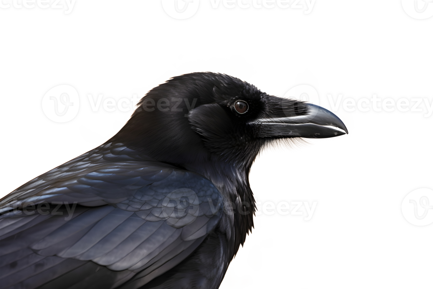 A black crow on a transparent background, showcasing its glossy feathers . png