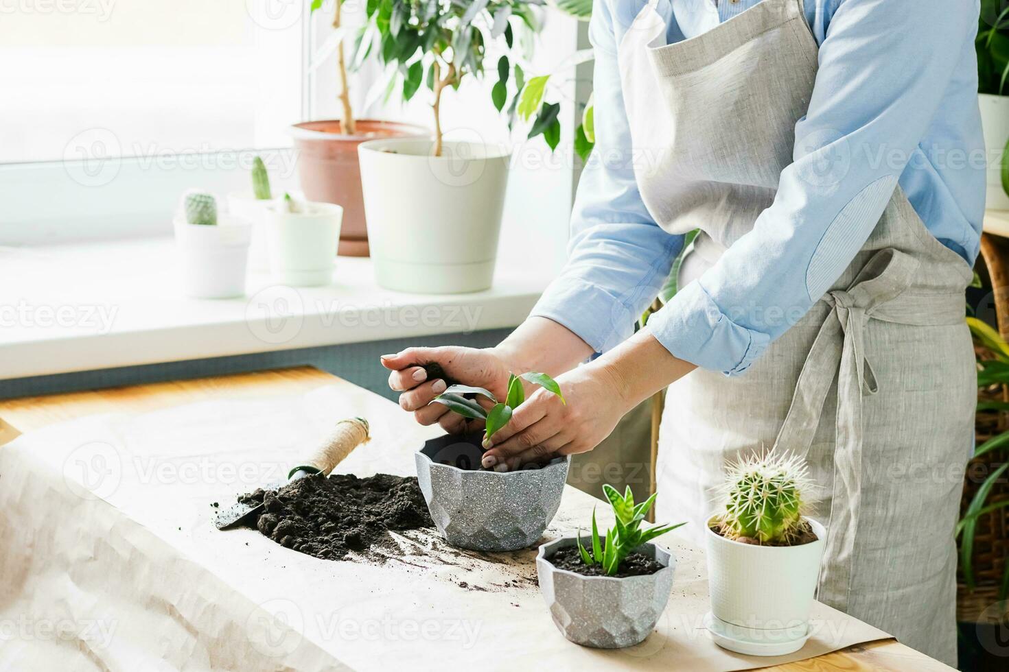 A woman is gardening near the window of the house, replanting a green plant in a pot. The concept of home gardening. photo