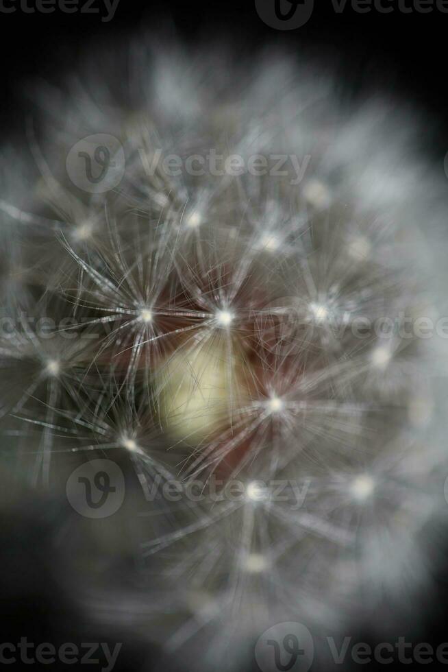 Wild flower blossoming close up taraxacum officinale dandelion blow ball asteraceae family botanical background high quality instant stock photography prints photo