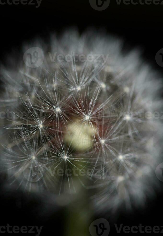 Wild flower blossoming close up taraxacum officinale dandelion blow ball asteraceae family botanical background high quality instant stock photography prints photo