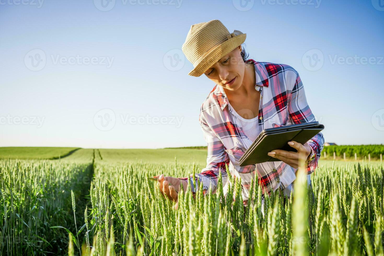 Woman is cultivating barley on his land. She is examining progress of crops. photo