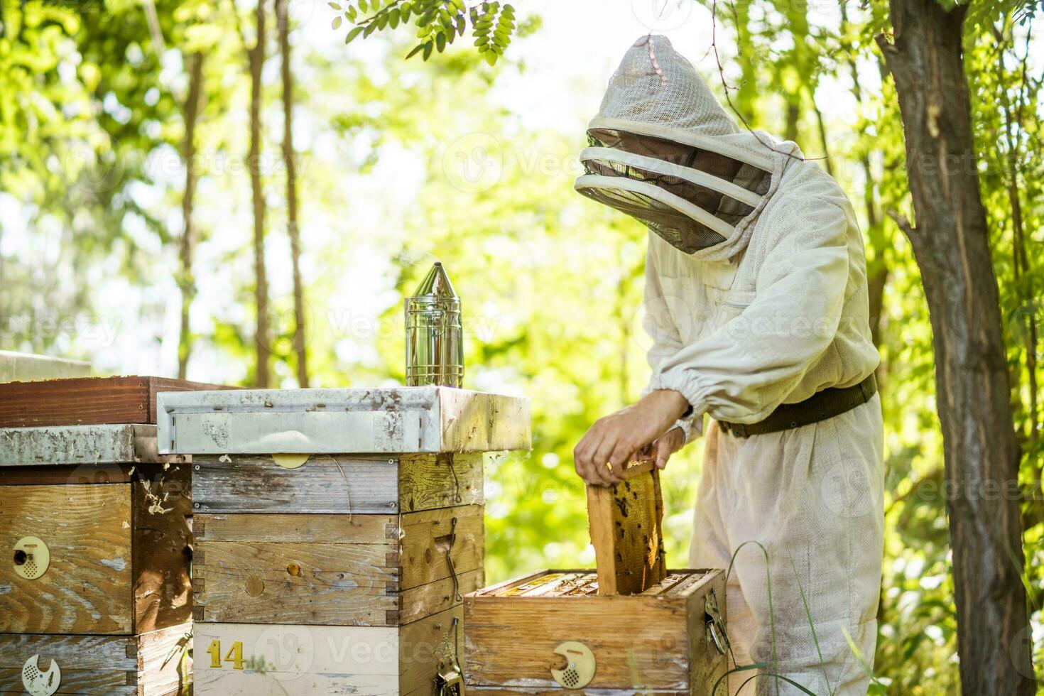 Beekeeper is examining his beehives in forest. Beekeeping professional occupation. photo