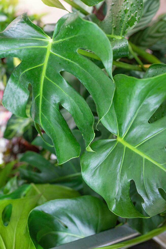 de moda tropical monstera planta en un flor tienda foto