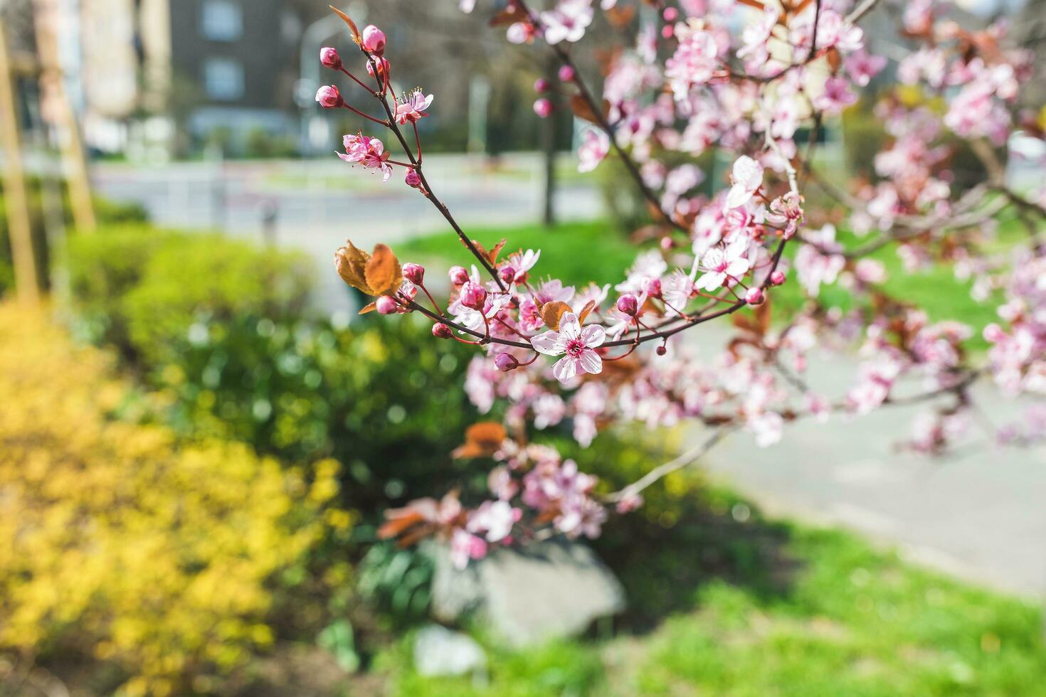 rojo Cereza árbol rama, en el ciudad calle foto