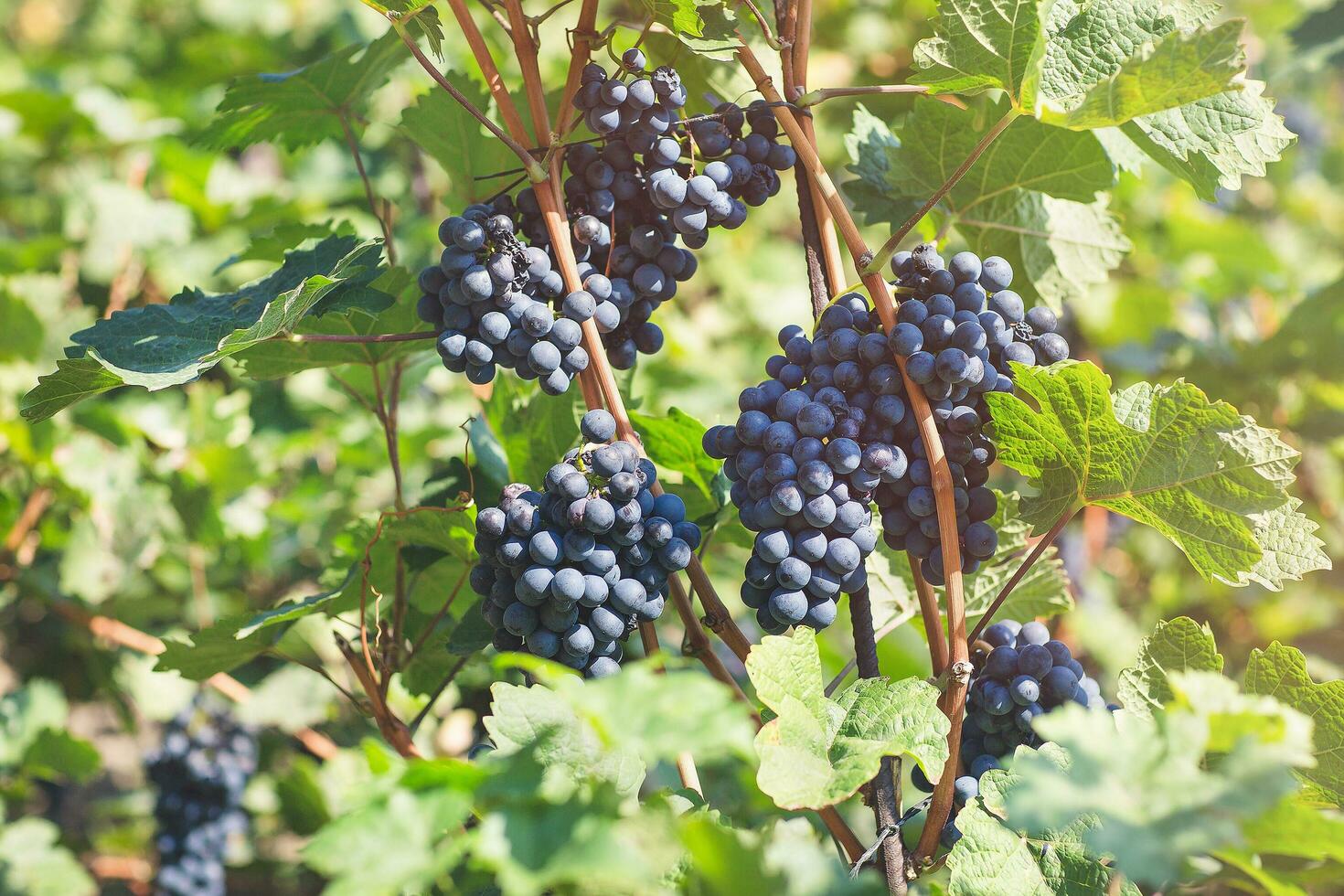 maduro azul uvas en viñedo. otoño, cosecha hora foto