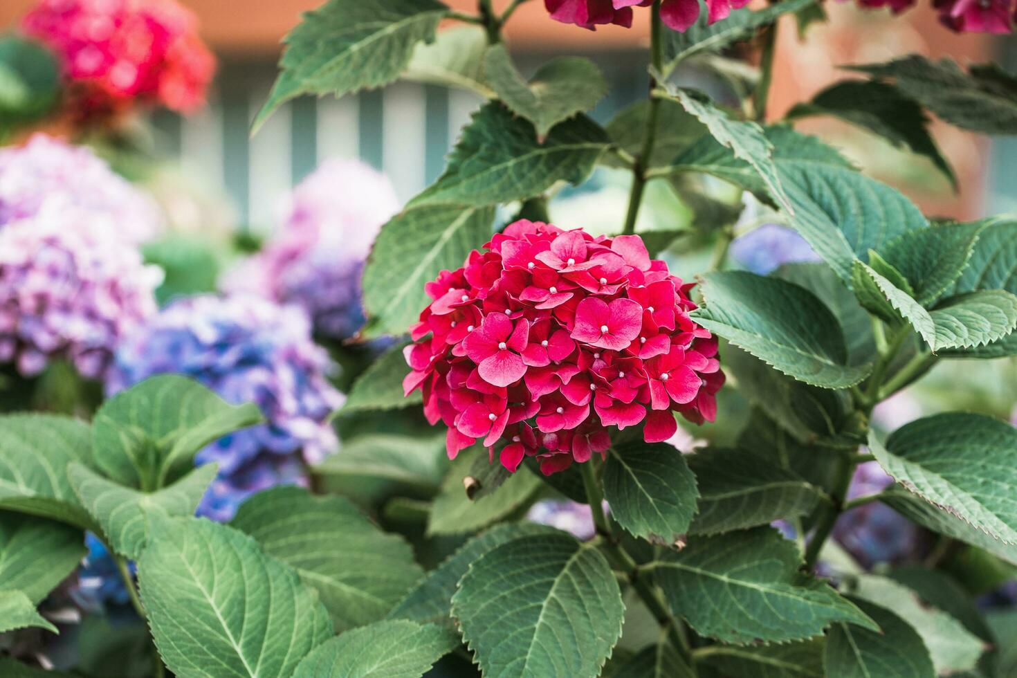 floreciente rojo hortensia o hortensia en jardín foto