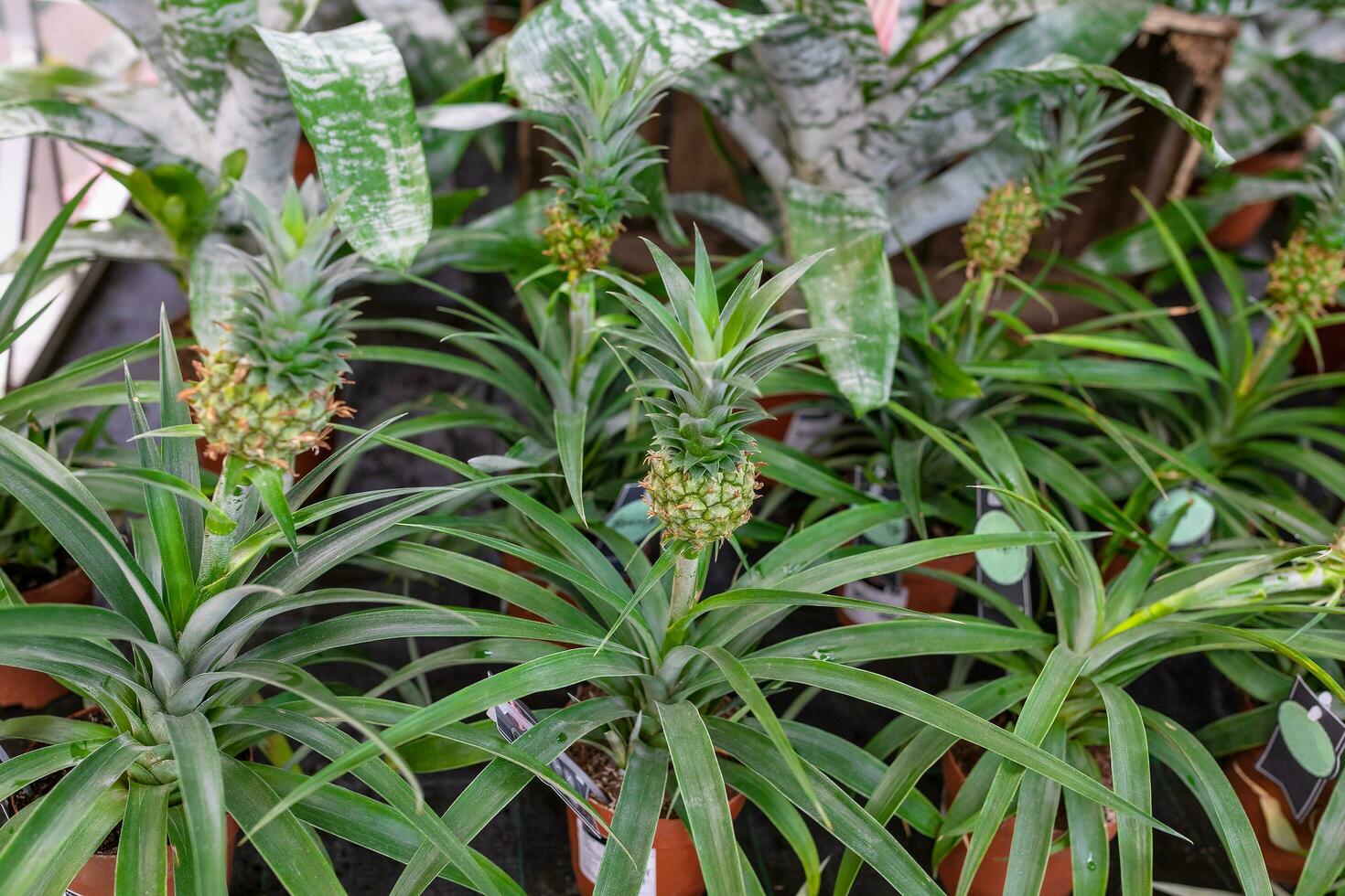 ornamental mini piña planta en un planta Tienda foto