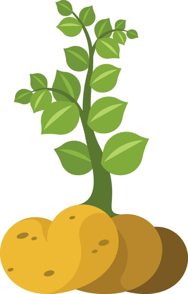 Potato Plant Vegetable, Isolated Background. vector