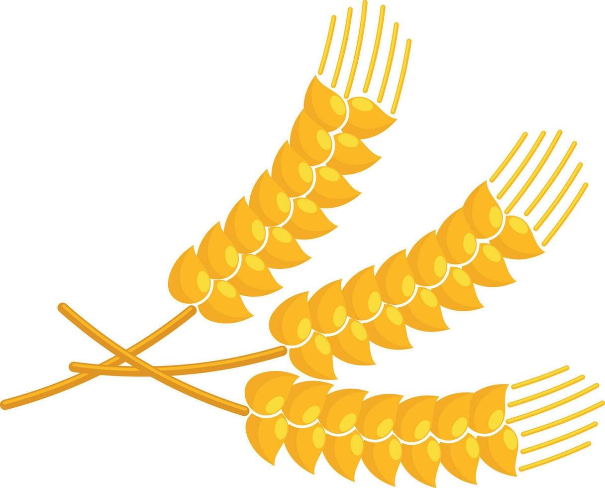 Wheat Branches, Isolated Background. vector