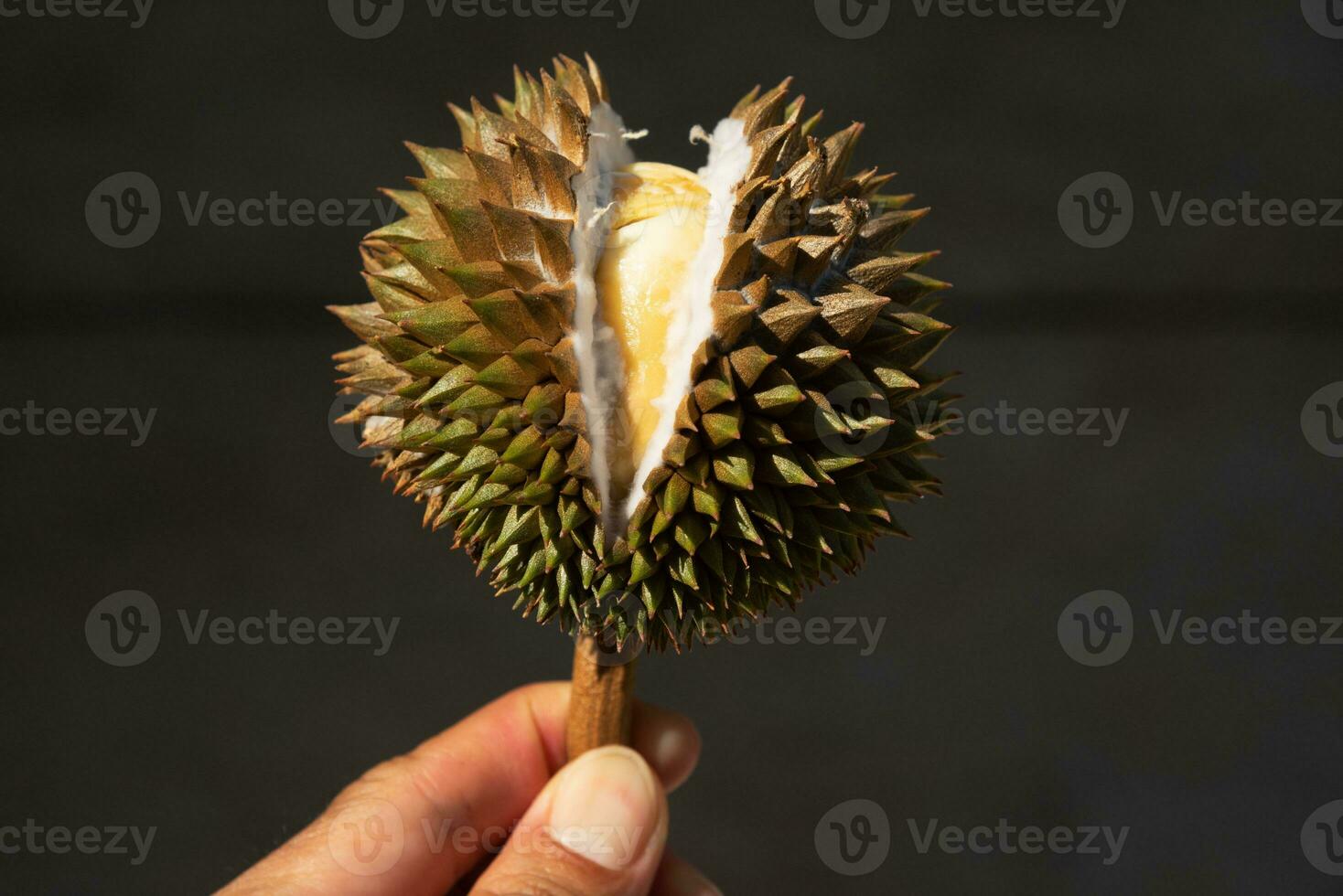 Hand holding small delicious durian photo