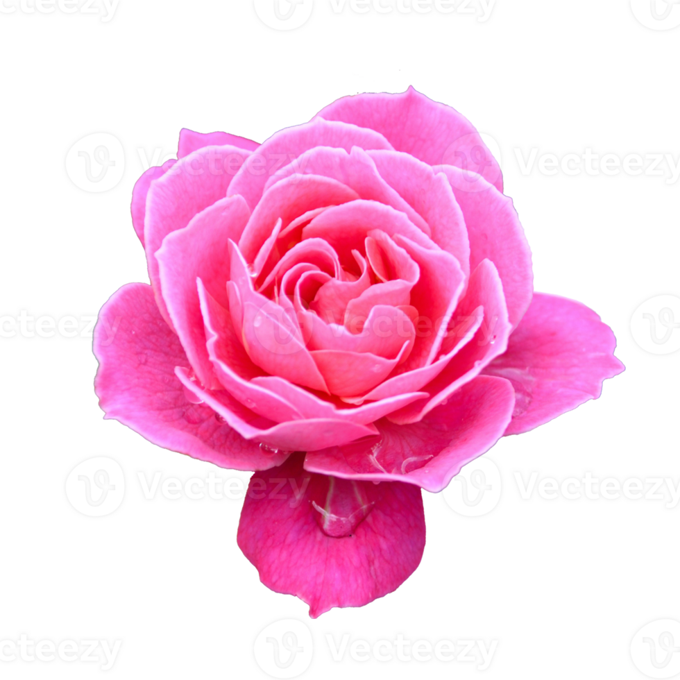 icon of petal flower png