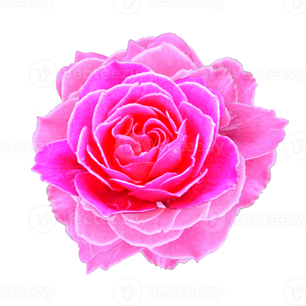 icon of petal flower png