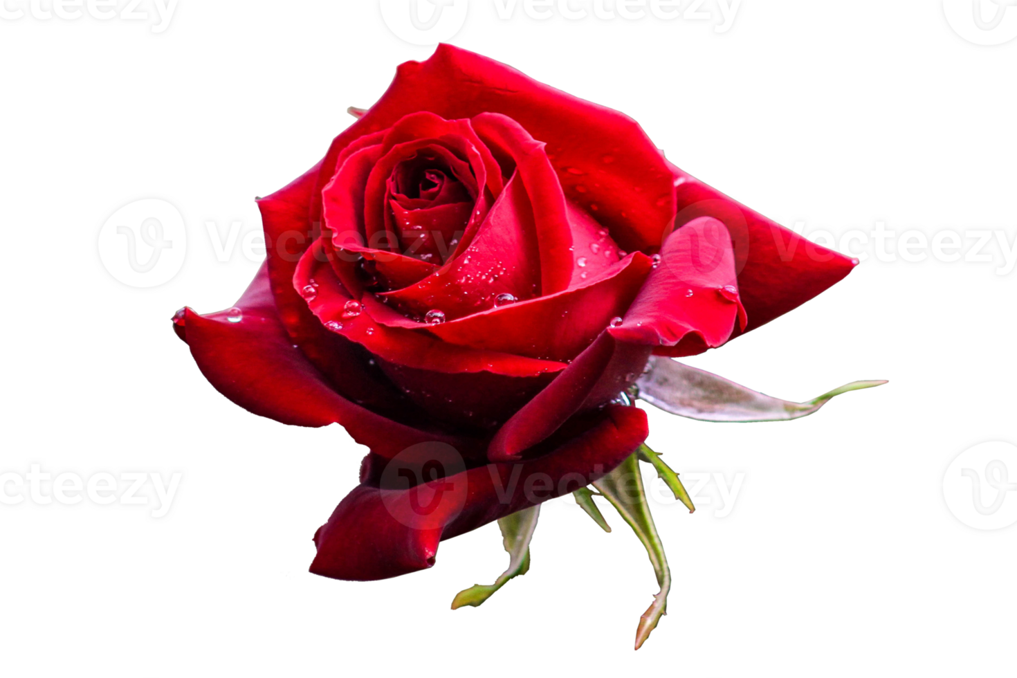icon of petal flower png