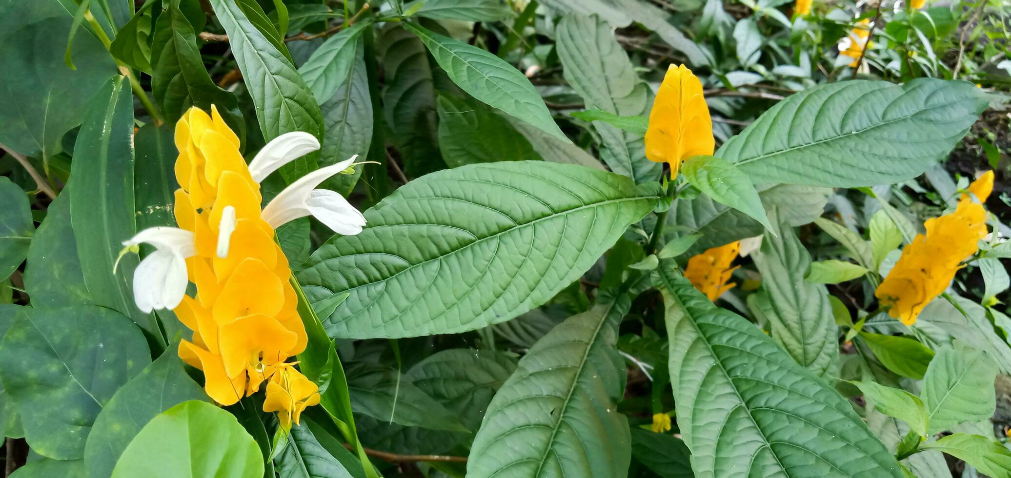 amarillo flores en el jardín, tropical flor, pachystachys lutea flor. foto