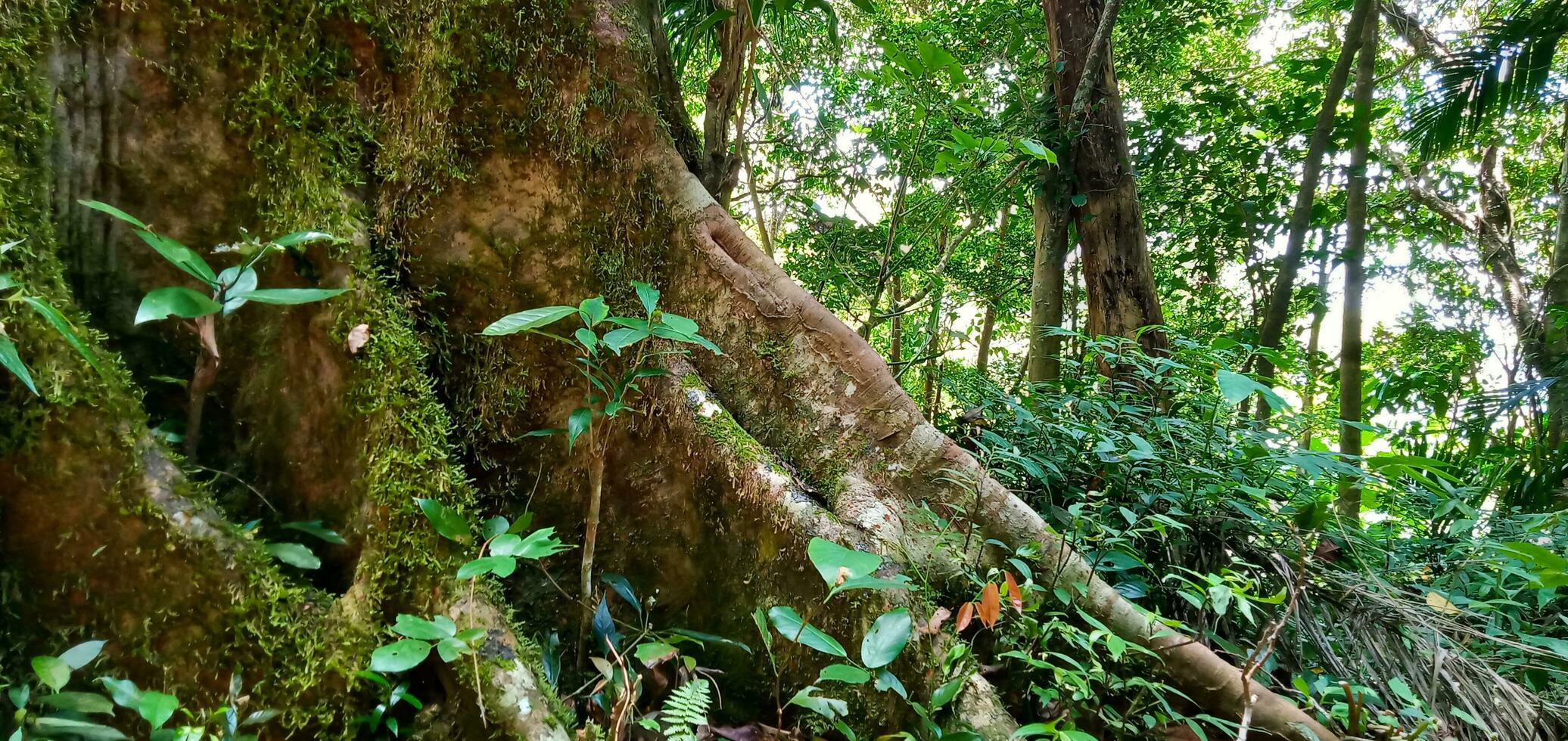 Big tree roots in a green forest located in one of the mountains of Indonesia photo