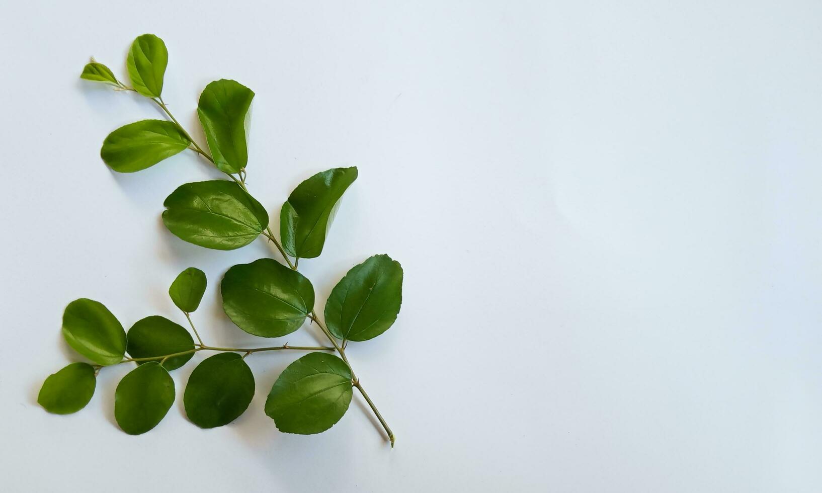 daun bidara o ziziphus mauritiana aislado en un blanco antecedentes. bidara es uno tipo de hierba ese tiene muchos beneficios para salud y belleza. foto