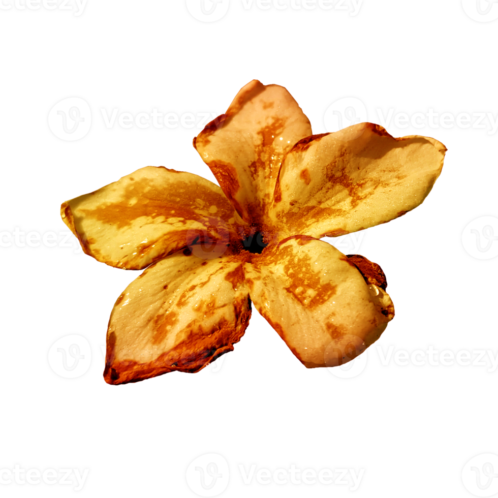 icon of petal flower png