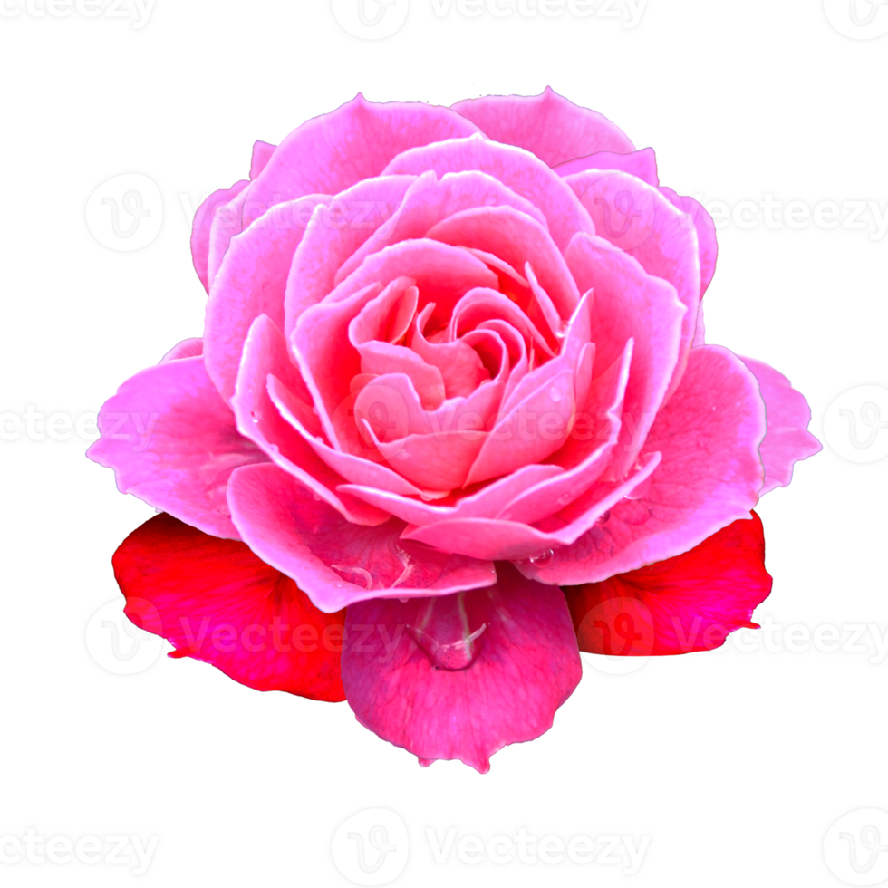 ikon av kronblad blomma png