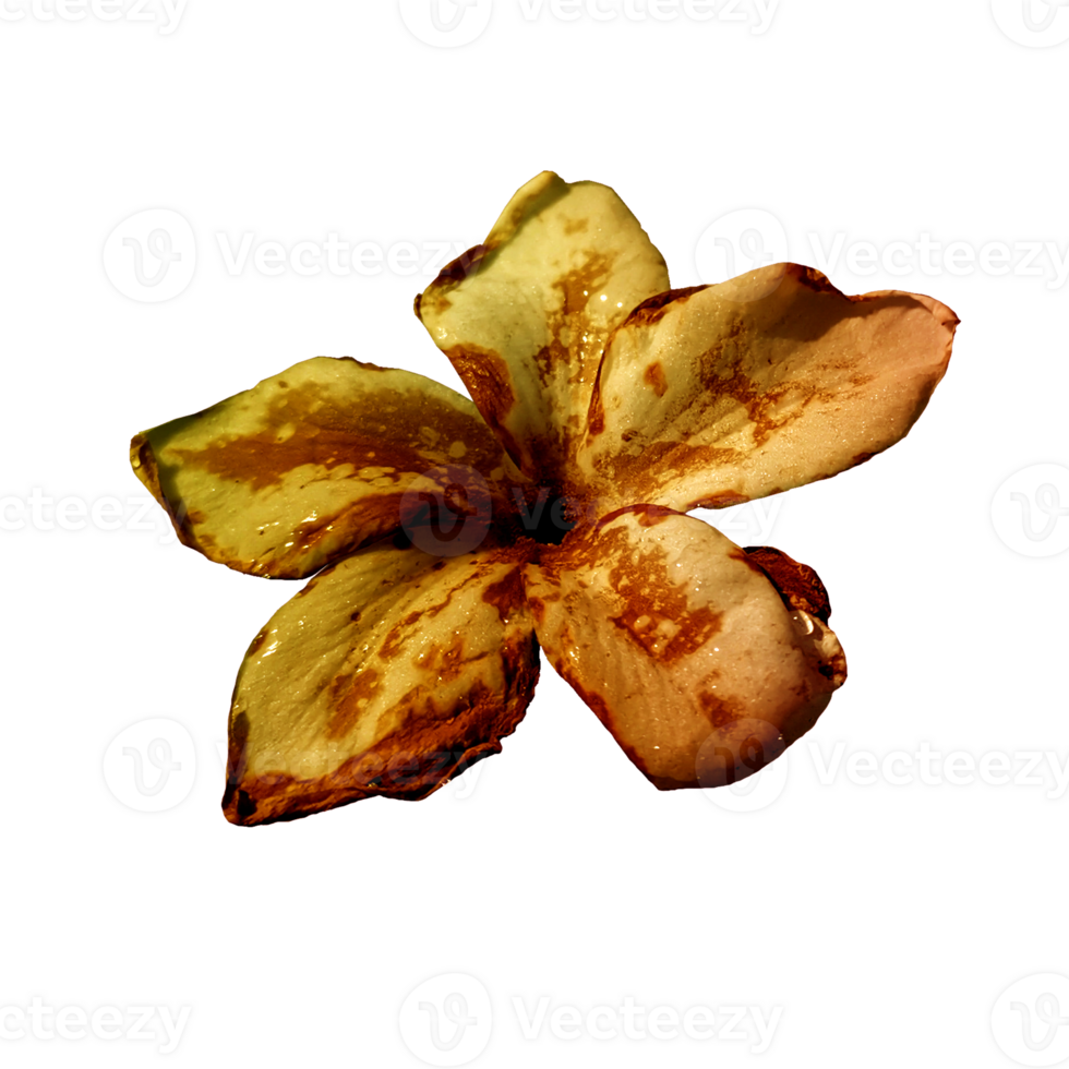 icon of petal flower png