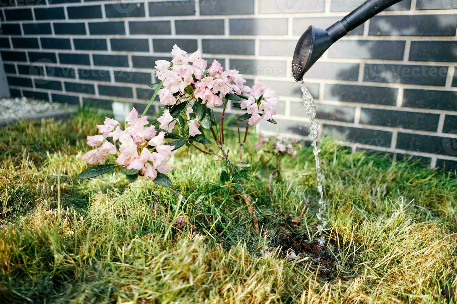 riego rosado flores en el jardín. jardinería en primavera días. foto