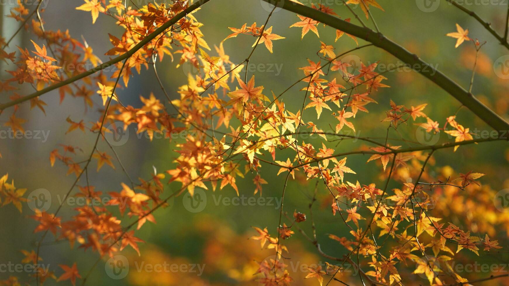 The autumn view with the yellow golden leaves on the trees in autumn photo