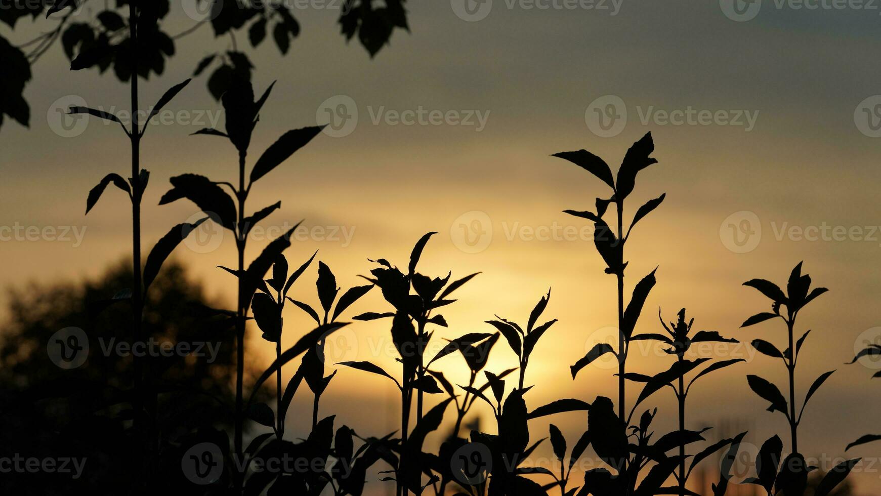 The beautiful sunset view with the buildings' silhouette and orange color sky as background in the city photo