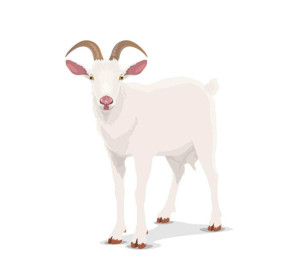 White goat cartoon vector nanny cattle farm animal