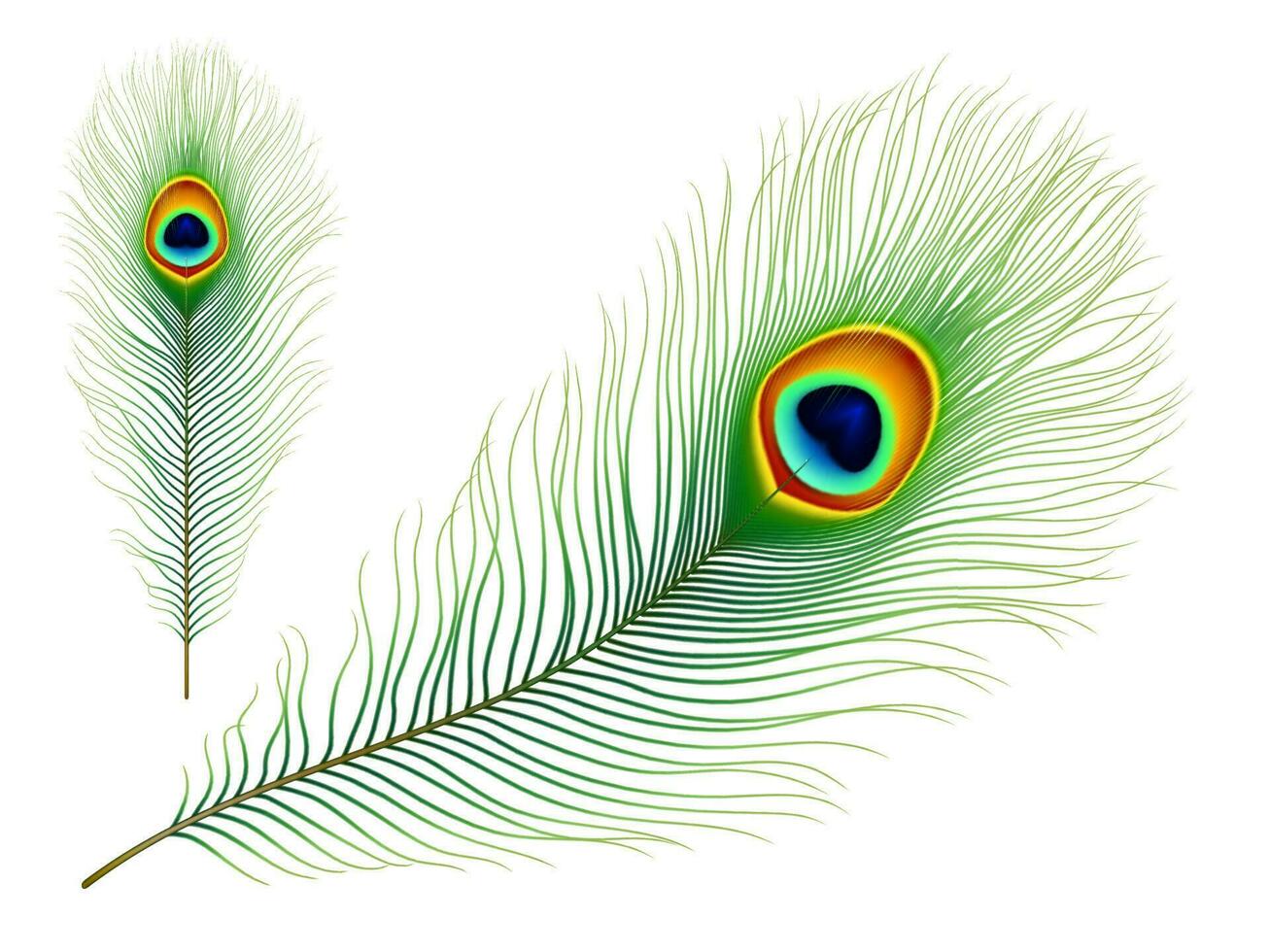 Peacock bird isolated realistic vector feather