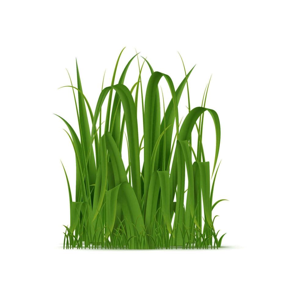 Realistic cluster of green grass isolated vector