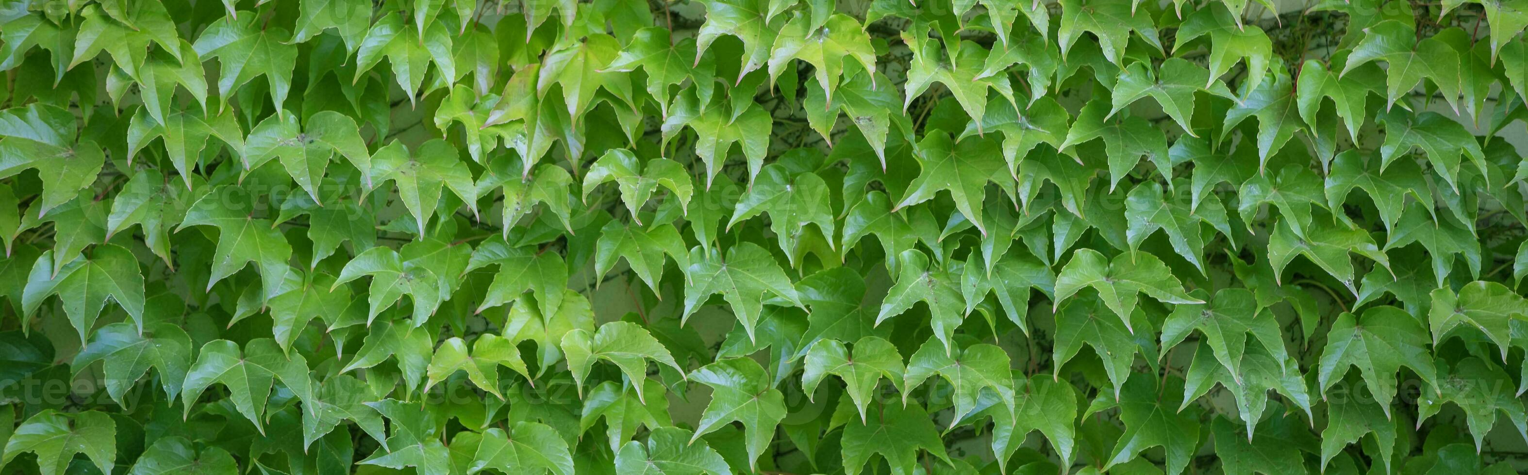 arreglado hojas de salvaje uvas.banner antecedentes hecho de muchos verde hojas. foto