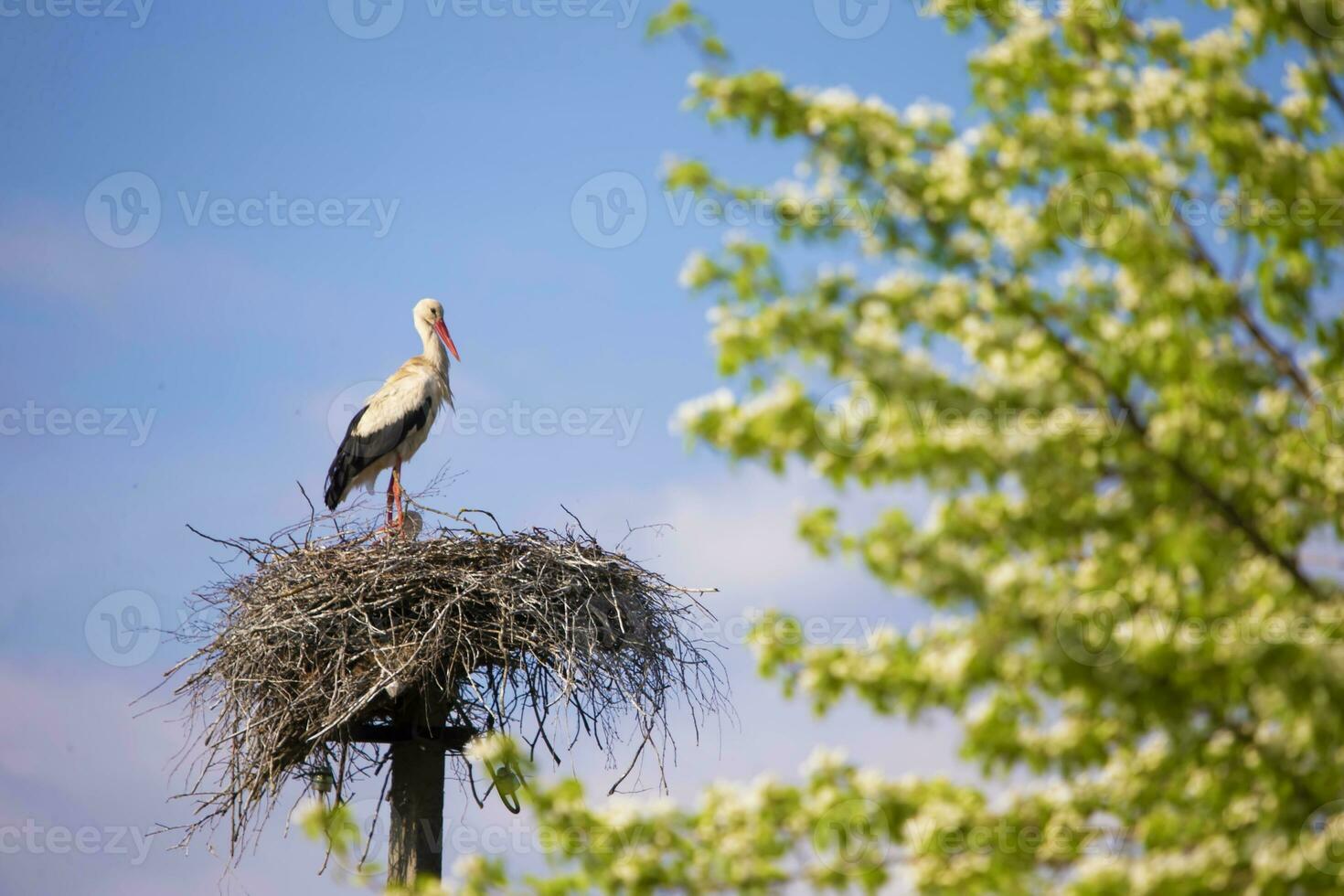 Stork in the nest against the blue sky. photo